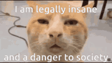 Kiwi Discord Cat GIF - Kiwi Discord Cat Insane Cat GIFs