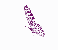 borboletas butterfly beautiful wings