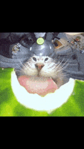 Watermelon Cat Cat Meme GIF - Watermelon Cat Watermelon Cat GIFs