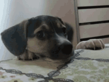 Dogs Sorry GIF - Dogs Sorry Love You GIFs
