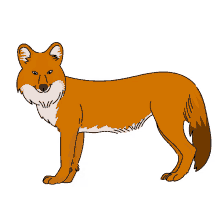 dhole red dog indian wild dog asiatic wild dog