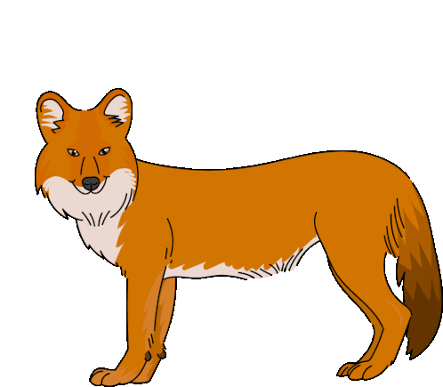 Dhole Red Dog Sticker - Dhole Red Dog Indian Wild Dog Stickers