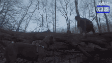 Jumping Fail Jumping Over The Wood GIF - Jumping Fail Jumping Over The Wood Funny Dog GIFs