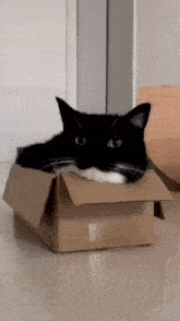 maxwell maxwell gif cool cat cute cat cat in a box
