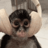 a baby monkey is wearing headphones on his head .