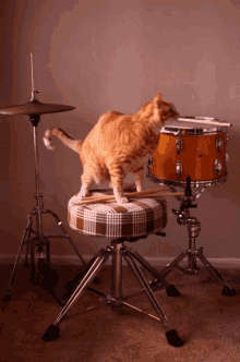 cats drummer
