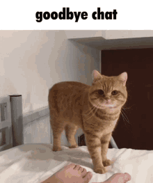 orange orange cat goodbye bye goodbye chat