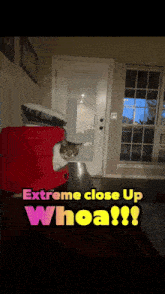 a cat sitting in a red box with the words extreme close up whoa written below it