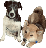 Dogs Shiba Sticker