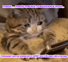 Sad Cat Sadcat GIF - Sad Cat Cat Sadcat GIFs