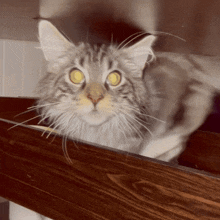 a close up of a cat looking out of a wooden box
