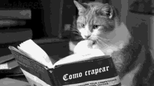 Cat Reading GIF - Cat Reading Book GIFs