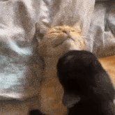 Yourarchivist Cat Kiss GIF