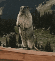 Excited Gopher GIF - Excited Gopher Hi GIFs