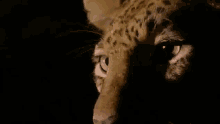 Eyein' You Up GIF - Cats Leopards Hunting GIFs