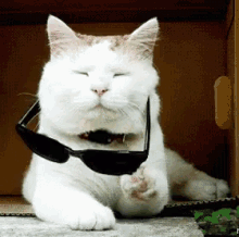 Deal With It Cat GIF - Deal With It Cat Kitty GIFs