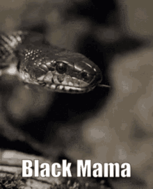 Black Mama Black Mamba GIF - Black Mama Black Mamba GIFs