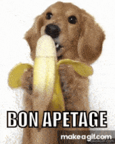 Bon Apetage Dog GIF