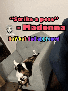 a cat is laying on a couch with the words " strike a pose madonna gay cat dad approves " above it