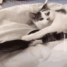 Catching Tail Cat GIF