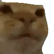 a close up of a cat 's face with a serious look on its face .