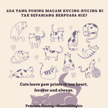 Cats Cat Lover GIF - Cats Cat Lover Ramadhan GIFs