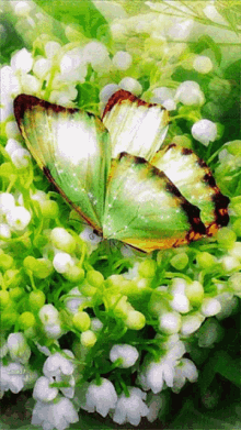 Bb Sparkling GIF - Bb Sparkling Butterfly GIFs