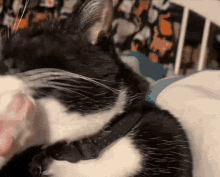 a black and white cat wearing a black collar is laying on a bed