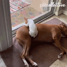 Dogs Curled Up GIF - Dogs Curled Up Cozy GIFs