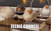 Zebra Finch Zeebie GIF - Zebra Finch Zeebie Birds GIFs