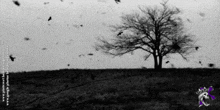 a black and white photo of a tree with birds flying in the background