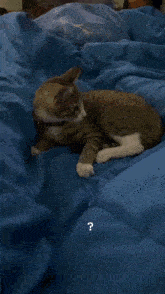 Crazy Cat Flipping GIF - Crazy Cat Flipping GIFs