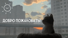 a cat sits on a balcony looking out at a sunset with the words добро пожаловать written below it