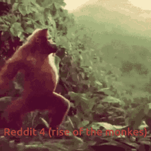 Reddit Monke GIF - Reddit Monke Dance GIFs
