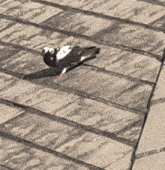 a pigeon is sitting on a brick sidewalk