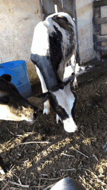 Teste Cow GIF - Teste Cow Farm GIFs