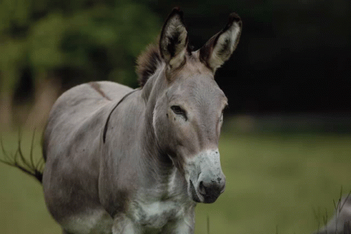 Shrek Burro GIF - Shrek Burro Donkey - Discover & Share GIFs