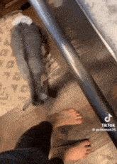 a cat is standing next to a person 's feet in a room .