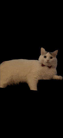 Albus White Cat GIF - Albus White Cat Chat Blanc GIFs