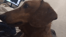 a close up of a dog 's head with a computer monitor in the background