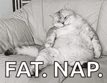 Cat Fat GIF - Cat Fat Sleepy GIFs