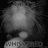 That'S Whiskered Cat GIF - That'S Whiskered Whiskered Whisker GIFs