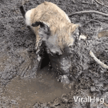 Playing In The Mud Viralhog GIF - Playing In The Mud Viralhog Muddy GIFs