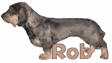 rob rob name dog long dog name