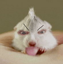 a hamster with a face drawn on it 's head