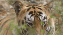 Stare Tigers101 GIF - Stare Tigers101 Nat Geo Wild GIFs