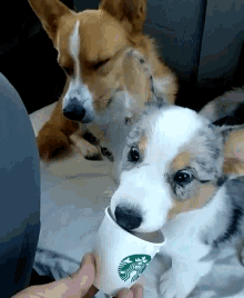 corgi coffee dogs pets drink