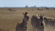 Patada Zebra GIF - Patada Zebra Lalimon GIFs