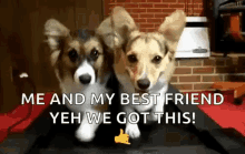 Me And My Best Friend Yeah We Got This GIF - Me And My Best Friend Yeah We Got This Dogs GIFs