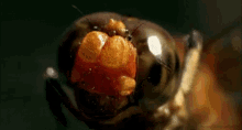Bugs Dragonfly GIF